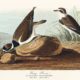Natural History Workshop: Drawn from Nature by J.J. Audubon”