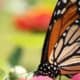 Monarch Discovery Days: Monarch Alliance Fall Milkweed & Native Plant Sale