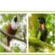 Public Presentation: Biodiversity of Costa Rica