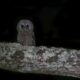 Winter Owl Prowl