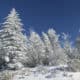 Winter Tree Identification: Trees in Transition
