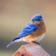 Potomac Valley Audubon Society Monthly Program: Bluebirds