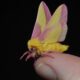 Marvelous Moths of Cool Spring Preserve