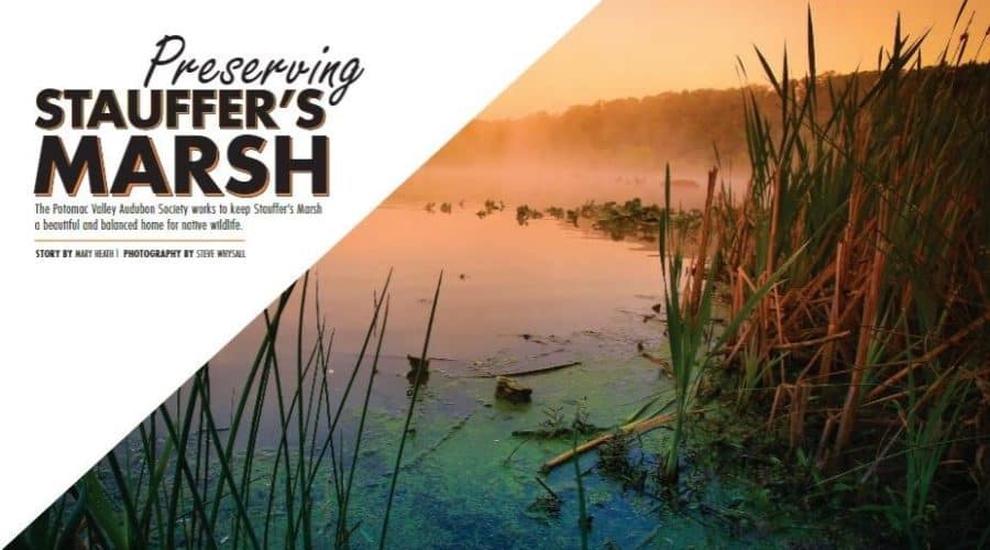 Jefferson Magazine Features Stauffer’s Marsh Nature Preserve