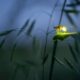 Fascinating Fireflies at Cool Spring Preserve