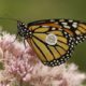 Pollinator Day: Monarch Presentation & Tagging Demonstation