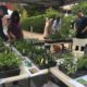 Native Tree and Plant Sale