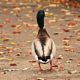 Fall Bird Walk at USGS Fish Health Lab