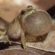 CANCELLED – Spring Peeper Hike at Stauffer’s Marsh