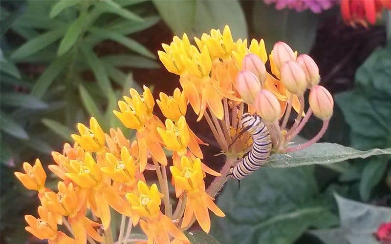 Monarch Butterfly Caterpillar on flowers