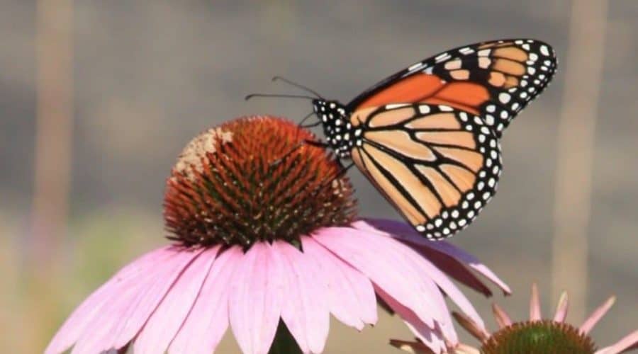 Monarch Butterfly on a coneflower