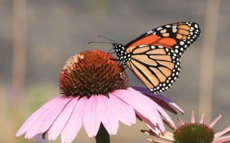 Monarch Butterfly on a coneflower