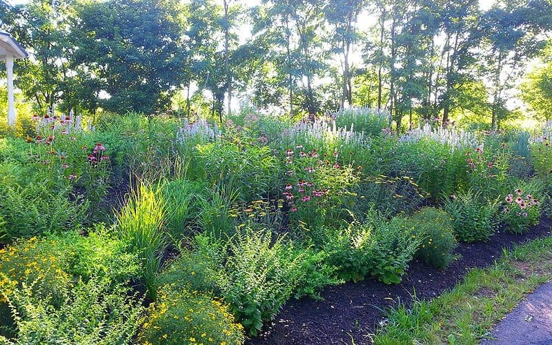 Monarch butterfly Garden in the Kiwanis Park