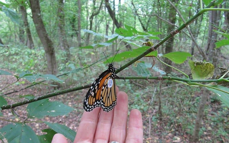 Tagged Monarch Butterfly