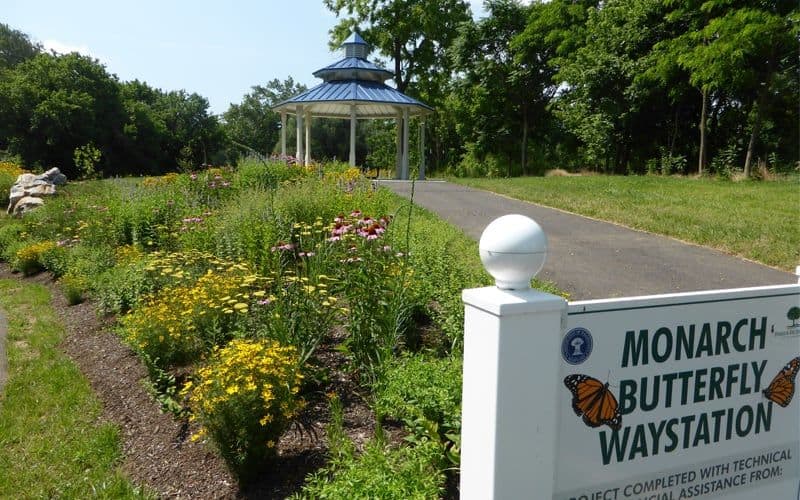 Monarch Butterfly Waystation in Hagerstown, MD