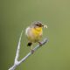 Bird Walk at the Walsh Property (near Charles Town)