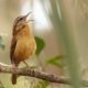 ‘Third Wednesday’ Bird Walk at Cool Spring Preserve