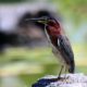 RESCHEDULED: USGS Eastern Ecological Science Center Summer Bird Walk