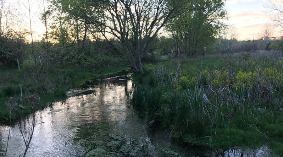 Linda Case – a Safe Water Conservation Collaborative Landowner Legacy Story