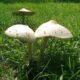 The Potomac Valley Audubon Society’s Monthly Program: Five Fascinating Fungi You Could Find in Your Backyard