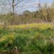 Volunteer Workday – Thornton Cottage at Cool Spring Preserve