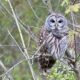 An Evening Owl Prowl at Cool Spring Preserve