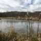 Wellness Walk at Stauffer’s Marsh