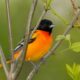Bird Walk at the C&O Canal/Antietam Aqueduct | Mobility-friendly