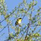 Spring ‘Third Wednesday’ Bird Walk