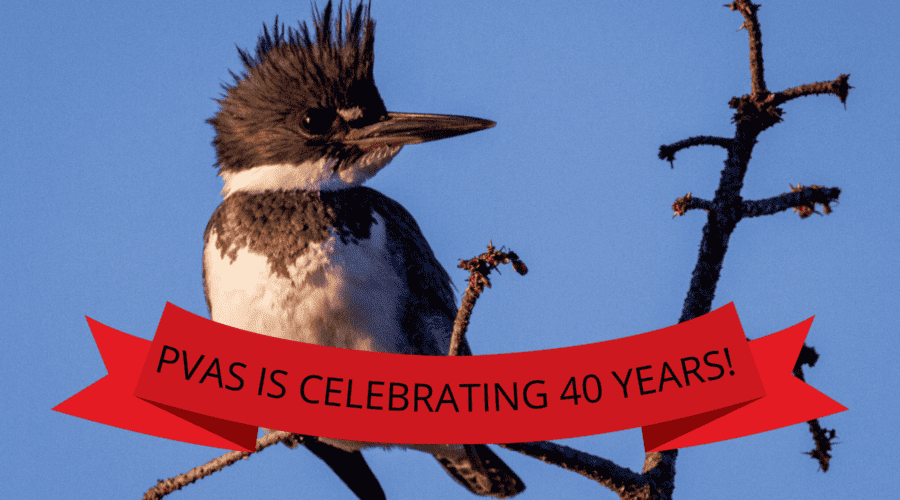 PVAS celebrates 40 years!