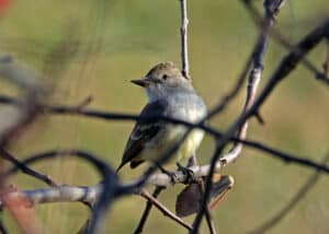 A Ash-throated flycatcher sits on a branch