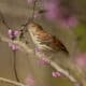 RESCHEDULED: USGS Eastern Ecological Science Center Spring Bird Walk