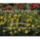 PVAS Monthly Program: Gardening for Pollinators and Wildlife