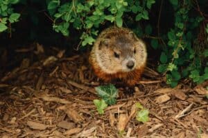 Reflections On Groundhog Day
