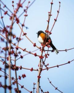 An Eastern towhee, a bird with black head and body, orange under wing, and white  belly and chest, sits in the top of a tree
