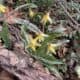Master Naturalist Spring Wildflower Walk at Dargan Bend