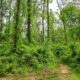 Volunteer Workday at Cool Spring Preserve