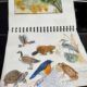 Fall Nature Journaling at Blandy Experimental Farm