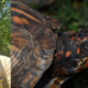 PVAS Monthly Program: Woodland box turtle conservation in West Virginia