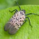 PVAS Monthly Program: Invasive spotted lanternflies: Quantifying their threat and developing sustainable solutions