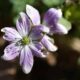 Family Wildflower Walk at Yankauer Nature Preserve