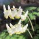 Botany and Wildflower Identification Workshop
