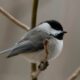 Monthly Mystery Bird Walk at Blandy Experimental Farm