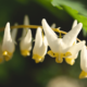 Spring Wildflower Walk at the Shannondale Springs Wildlife Management Area