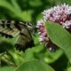 PVAS Monthly Program: Planning for Native Plants & Pollinators