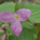 Cancelled: Spring Wildflower Walk at Trillium Trail