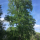 Tree Tour at Claymont Retreat Center
