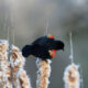 Bird Walk at Cool Spring Preserve