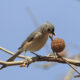 POSTPONED: Christmas Bird Count – Washington County Circle