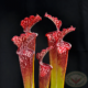 Carnivorous Plant Nursery Field Trip
